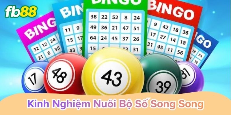 Kinh nghiệm nuôi bộ số song song giảm rủi ro hiệu quả